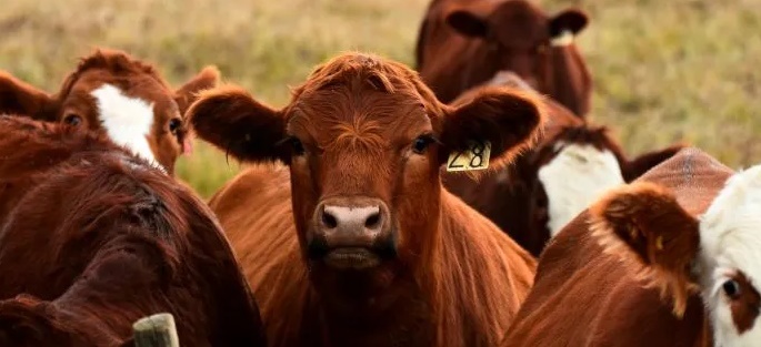 IMPARABLE: LA CARNE VUELVE A SUBIR Y PRESIONA SOBRE LA INFLACI&Oacute;N DE FEBRERO