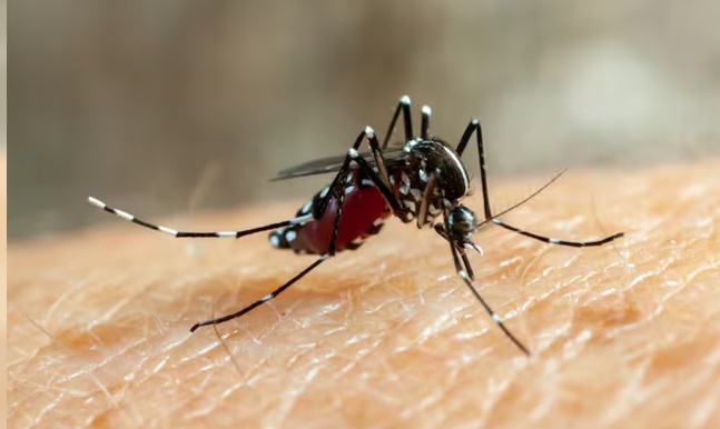 FIEBRE CHIKUNGUNYA: SE NOTIFICARON 51 NUEVOS CASOS
