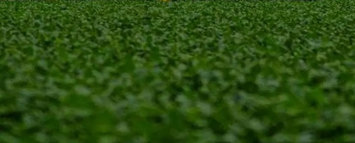 LAS LLUVIAS, UN ALIVIO PARA EL CAMPO:  MEJORA LA CONDICI&Oacute;N DE LA SOJA, MAIZ Y GIRASOL