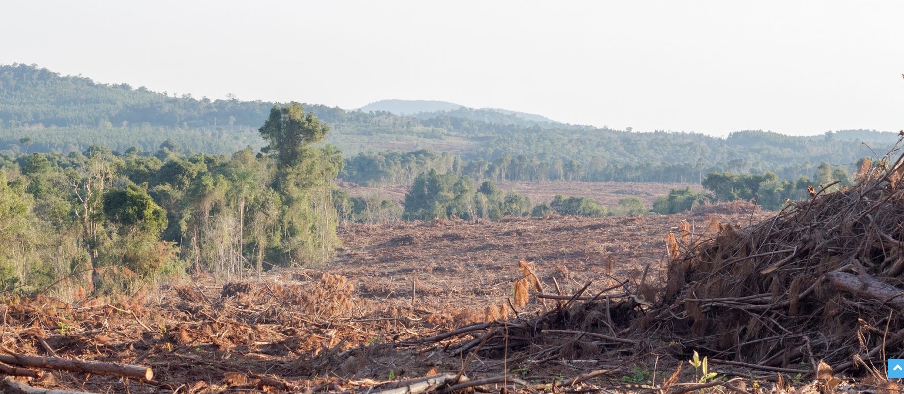 DESMONTAR LLEVA UN INSTANTE; RESTAURAR, D&Eacute;CADAS: LA ARGENTINA ABANDONA SU META DE RECUPERACI&Oacute;N DE BOSQUES NATIVOS