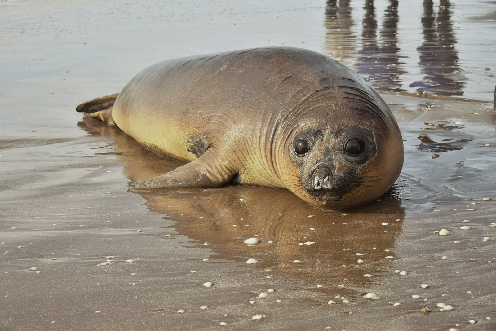 UN ELEFANTE MARINO REHABILITADO FUE REINTRODUCIDO AL MAR EN SAN CLEMENTE DEL TUY&Uacute;